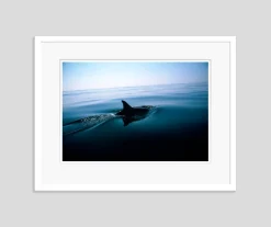 Dolphin Fin von Tim Graham