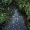 Ellie Davies, Chalk Streams 12, 2023, Fotografie