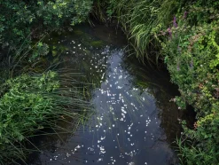 Ellie Davies, Chalk Streams 12, 2023, Fotografie