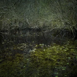 Ellie Davies, Half Light 4, 2016, Digitaler C- Type Druck