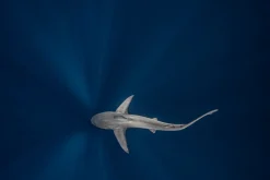 Ken Kiefer 2, Overhead Blick auf Sandbar Shark, Fotopapier