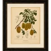 Schaf van Nooten, Sternfrucht Botanik, 1880, Chromolithograph