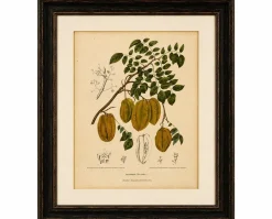 Schaf van Nooten, Sternfrucht Botanik, 1880, Chromolithograph
