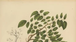 Schaf van Nooten, Sternfrucht Botanik, 1880, Chromolithograph