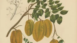 Schaf van Nooten, Sternfrucht Botanik, 1880, Chromolithograph