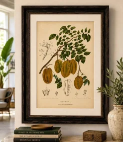 Schaf van Nooten, Sternfrucht Botanik, 1880, Chromolithograph