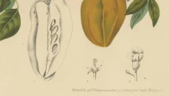 Schaf van Nooten, Sternfrucht Botanik, 1880, Chromolithograph