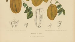 Schaf van Nooten, Sternfrucht Botanik, 1880, Chromolithograph