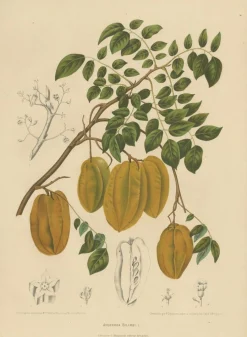 Schaf van Nooten, Sternfrucht Botanik, 1880, Chromolithograph