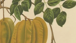 Schaf van Nooten, Sternfrucht Botanik, 1880, Chromolithograph