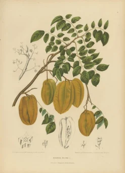 Schaf van Nooten, Sternfrucht Botanik, 1880, Chromolithograph