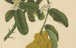 Unknown, Botanical of Buddha's Hand Citron, 1880, Chromolithograph