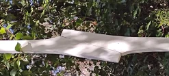 Weiße Vertikale Skulptur aus Naturholz von Jean-Baptiste Van Den Heede
