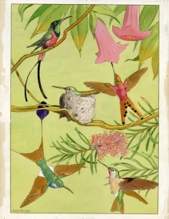 William Neave Parker, Kolibris Illustration, 1950er, Gouache